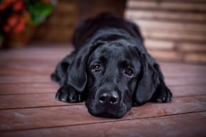 Black Labrador Retriever puppy laying down