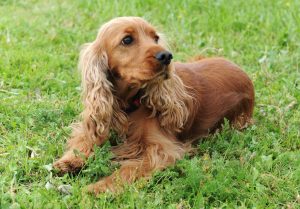 Cocker Spaniel