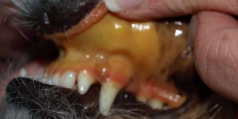 acute liver failure in dogs