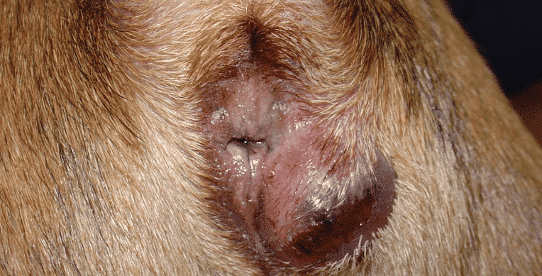 Canine anal sac disease
