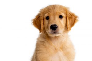 golden retriever pet insurance