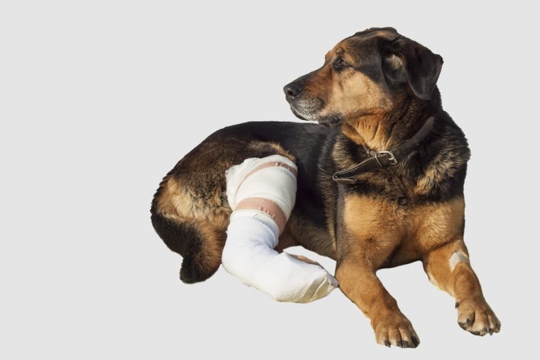 Broken Bones in Dogs Treatment and Care Costs Tips for Broken bones