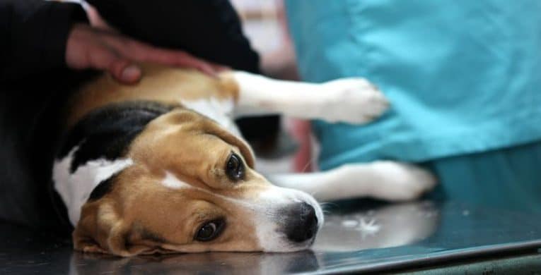 dogs broken bones