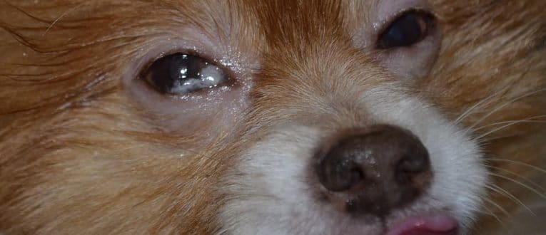 eye discharge home remedy chihuahua eye infection hairsstyles co eye discharge home remedy chihuahua eye infection hairsstyles co
