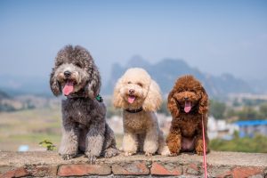 poodle pet insurance