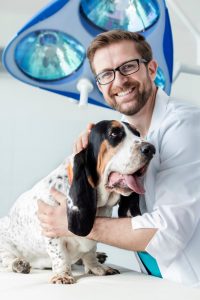 vet examining basset hound for bladder stones