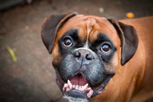 smiling boxer dog playing outside