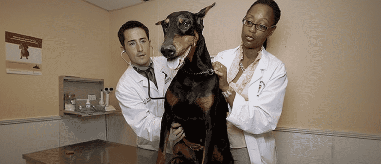 accident illness pet insurance
