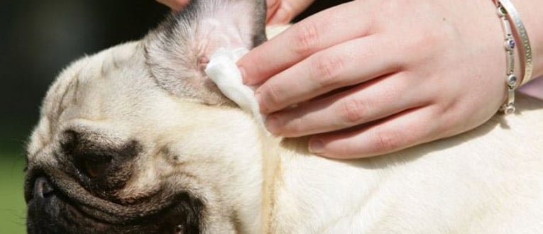 apple cider vinegar for dogs ears 17 proven benefits of apple cider vinegar for dogs no 4 is best apple cider vinegar for dogs ears 17 proven benefits of apple cider vinegar for dogs no 4 is best