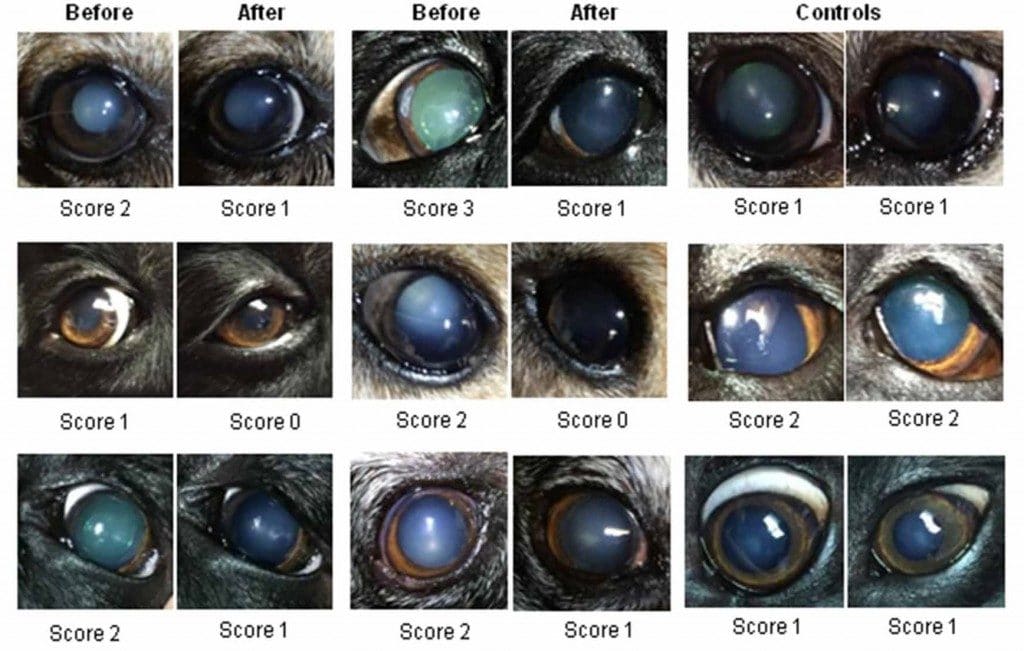 Cataracts in Dogs Causes, Signs, and Treatment Dr. Elliot Pet