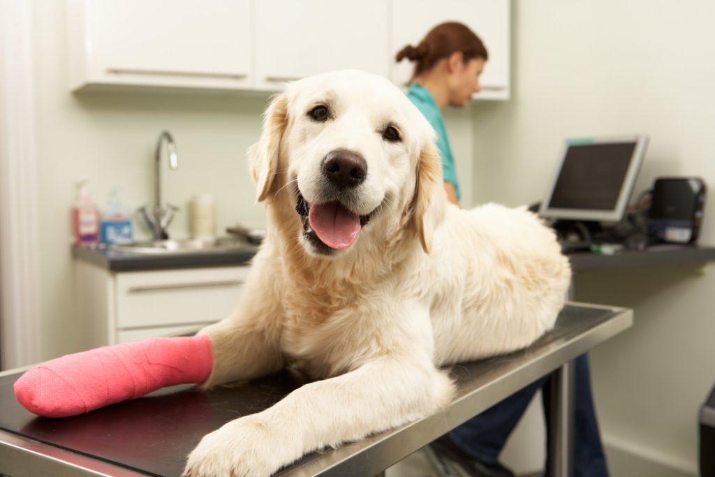 Pet Insurance Deductibles Which Type is Best