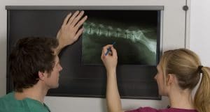 vet looking at xray of dog hip dysplasia