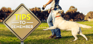 Person playing with a happy dog