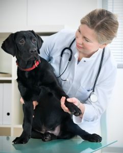 Vet checking black lab for elbow dysplasia