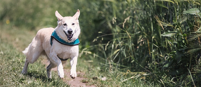 elbow dysplasia dogs