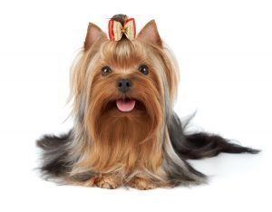 Yorkshire Terrier pet insurance