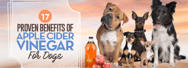 apple cider vinegar for dogs