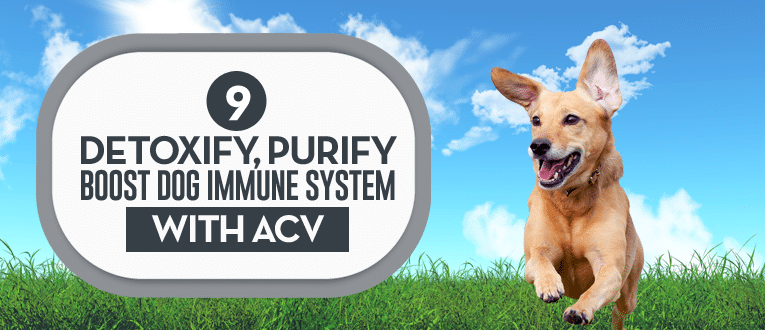 acv for your pets immune system