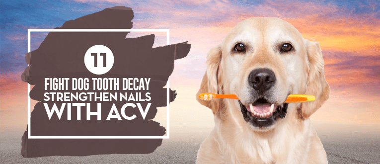 apple cider vinegar for your pets teeth and nails