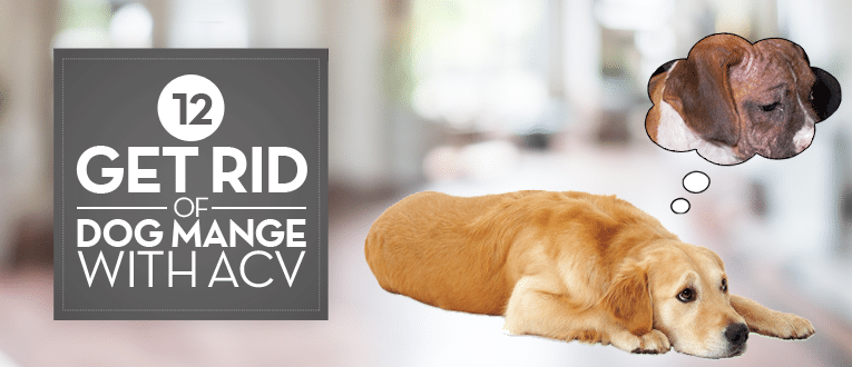 apple cider vinegar for mange