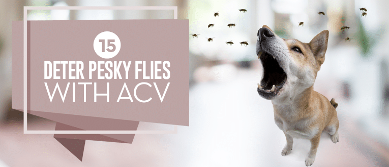 how to keep flies away from my pet