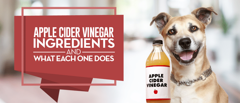 is apple cider vinegar good for my dog