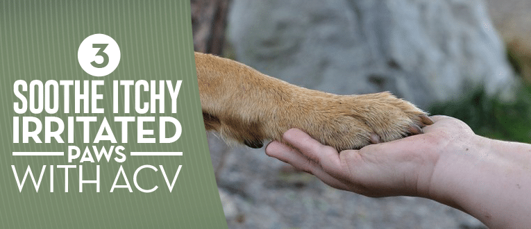 dog itching remedies apple cider vinegar