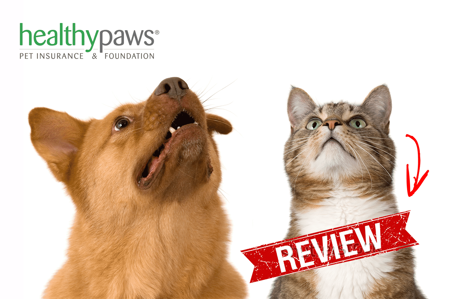 healthy paws reviews