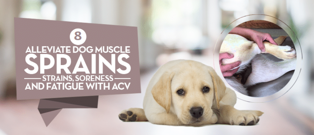 View of Apple Cider Vinegar for Dogs | 17 Proven Benefits