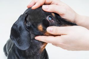 vet checking dachsund with cataracts