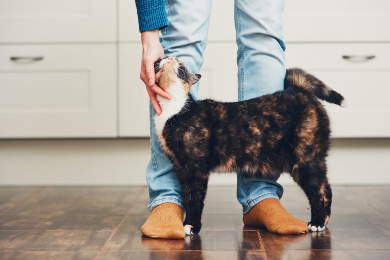 Blue Cross Blue Shield Pet Insurance Review PetInsuranceU
