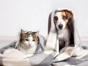 cat and dog sitting under a blanket looking at the camera