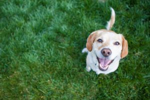 happy dog looking at camera