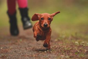 dachshund running