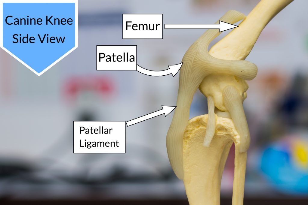 Dislocated Kneecap in Dogs Patella Luxation Types, Causes, Treatments