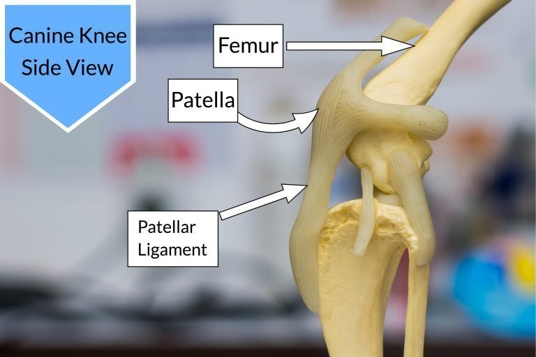 Dislocated Kneecap in Dogs Patella Luxation Types, Causes, Treatments