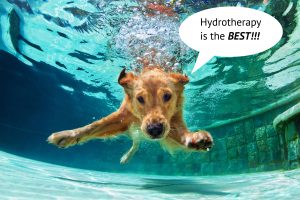 Dog Swimming "Hydrotherapy is the best!"