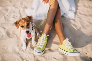 dog enjoying Florida beach