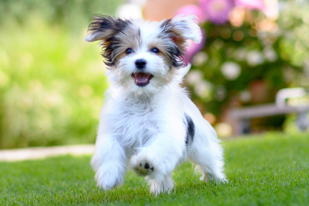 golden havanese puppies