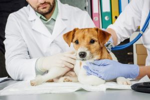 heart murmur in dogs