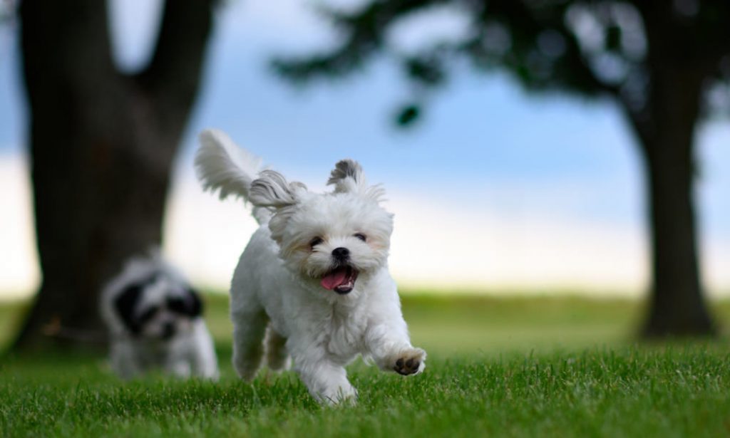 Best Pet Insurance In Ohio Compare Plans & Rates Now