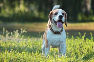 best pet insurance in illinois