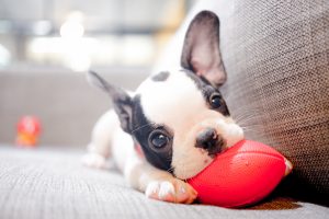 Cute Healthy puppy chewing on toy