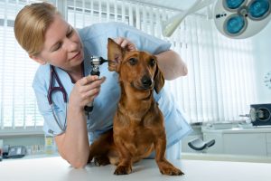 brown dachshund at the vet having ears checked 