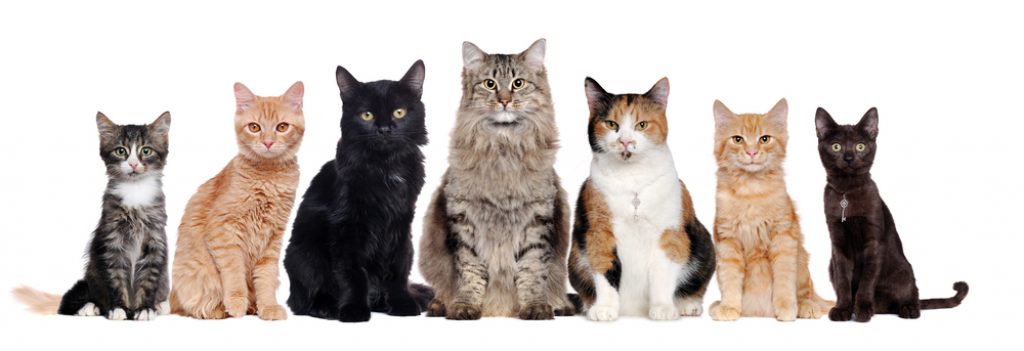 large list of cat breeds