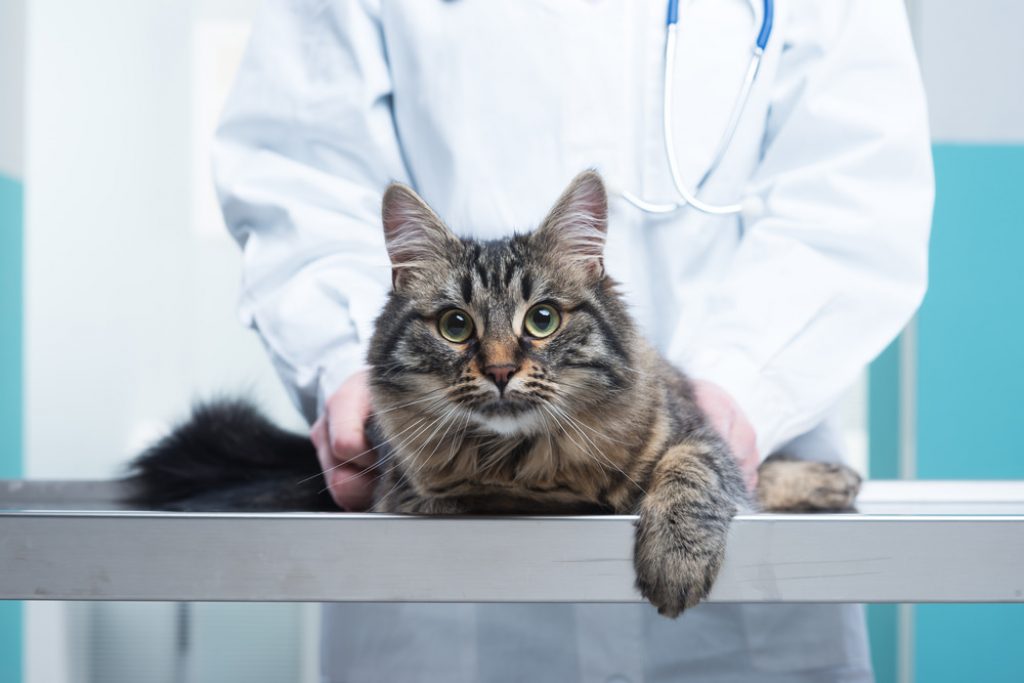 Cancer In Cats Diagnosis, Treatment & Costs
