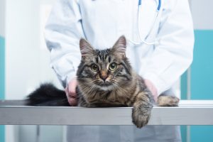 cats with cancer