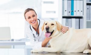 yellow Labrador at the vet sitting on the exam table