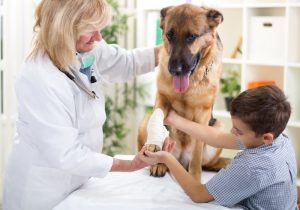 How To Find The Best Emergency Vet Near Me | Care For Your ...