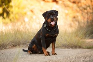 Rottweiler